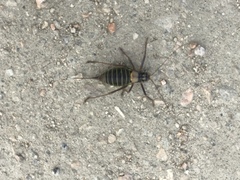 Lluciapomaresius asturiensis