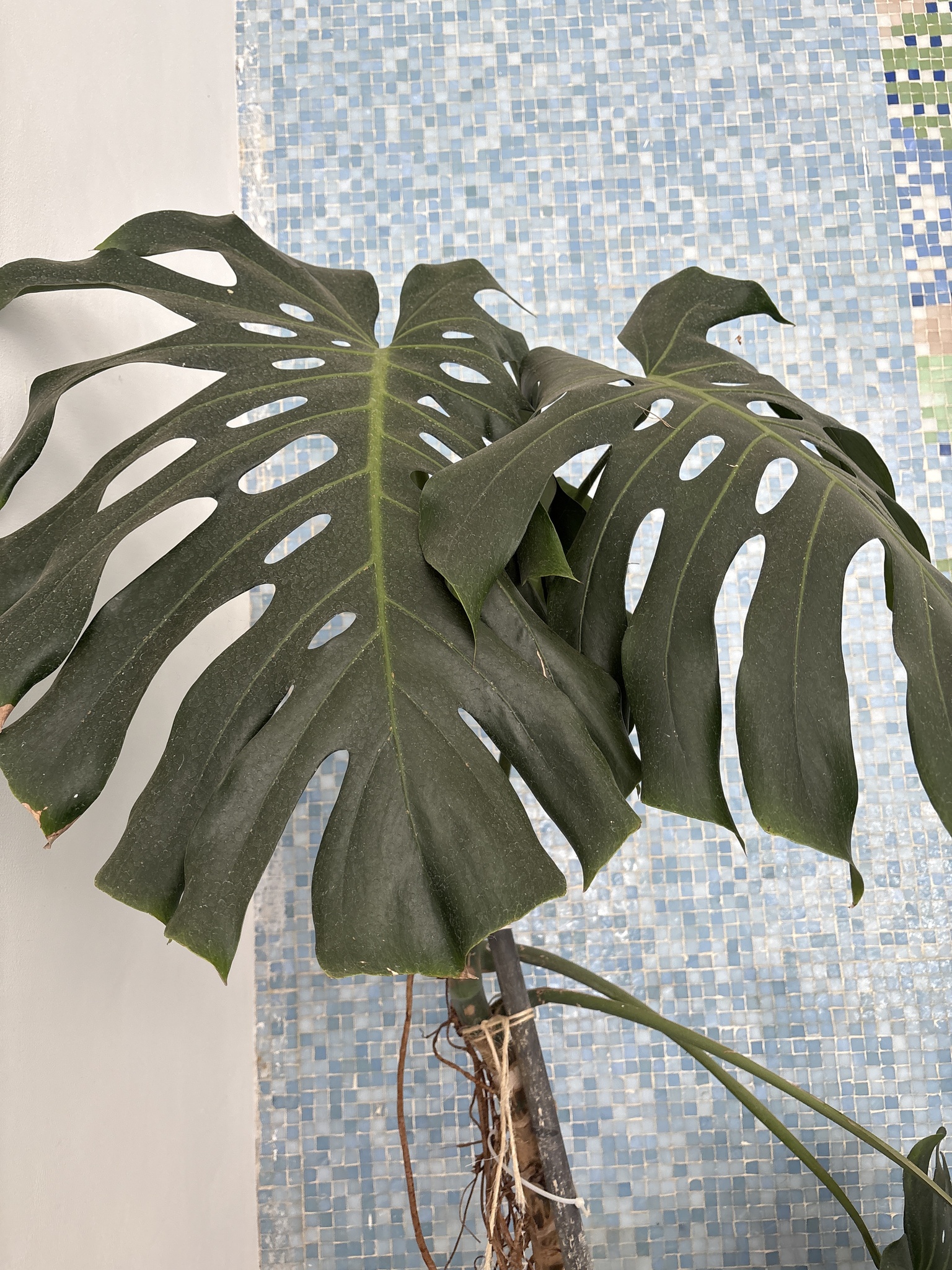 Monstera deliciosa