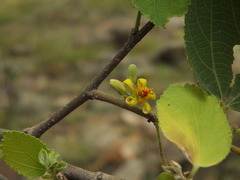 Grewia orbiculata