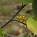 Grewia orbiculata - Photo (c) Siddarth Machado, some rights reserved (CC BY-NC), uploaded by Siddarth Machado