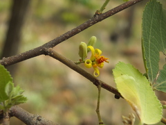 Grewia orbiculata