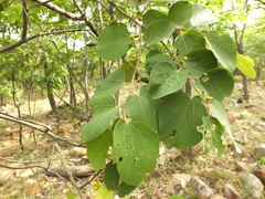 Grewia orbiculata