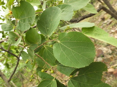Grewia orbiculata