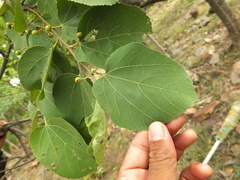 Grewia orbiculata