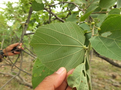 Grewia orbiculata