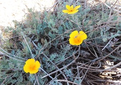 Eschscholzia californica maritima