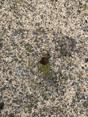 Discus rotundatus