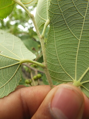 Grewia orbiculata