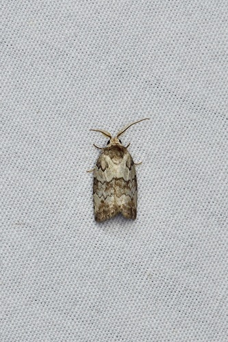 Dyar's Lichen Moth photo 4