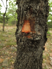 Grewia orbiculata