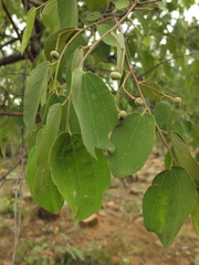 Grewia orbiculata