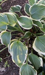 Hosta sieboldiana