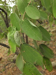 Grewia orbiculata