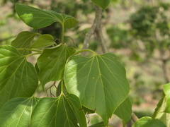Gyrocarpus americanus