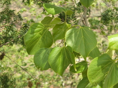Gyrocarpus americanus