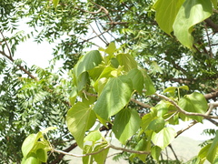 Gyrocarpus americanus