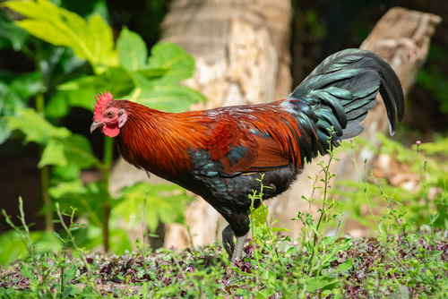 Gallus gallus observed 2025-07-07