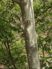 Gyrocarpus americanus