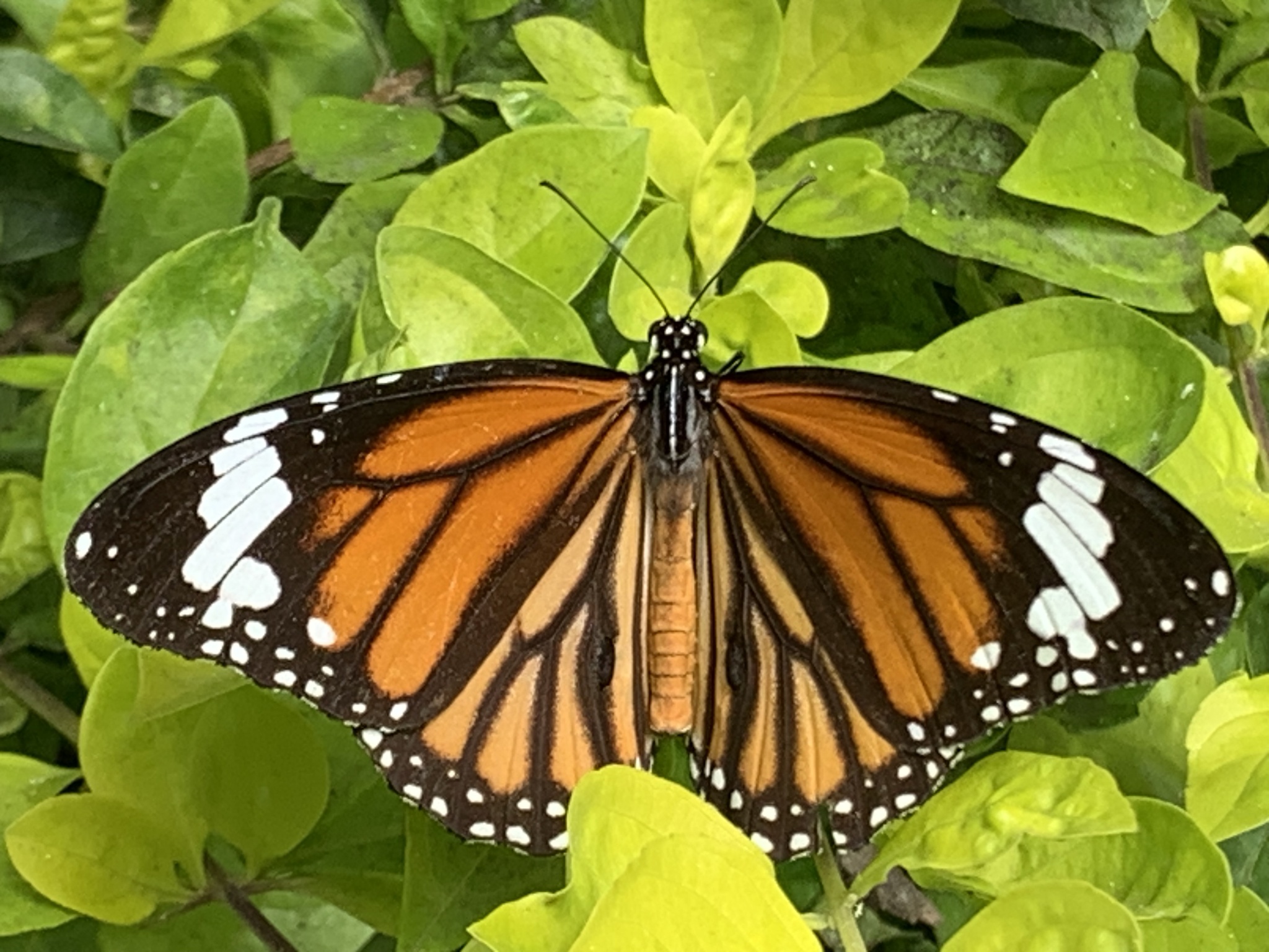 Striped Tiger