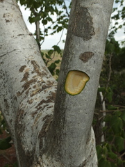 Gyrocarpus americanus
