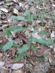 Morella caroliniensis