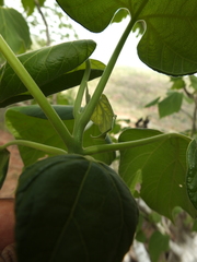 Gyrocarpus americanus