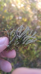 Cladonia subulata