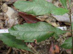 Morella caroliniensis