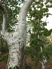 Gyrocarpus americanus