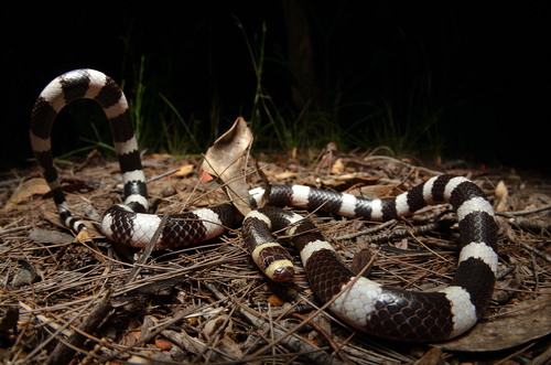 Eastern Bandy Bandy sighting