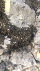 Lathagrium cristatum