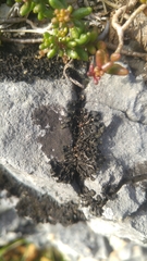 Lathagrium cristatum