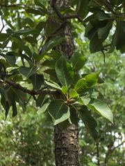 Madhuca longifolia latifolia