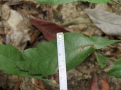 Morella caroliniensis