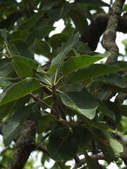 Madhuca longifolia latifolia