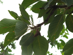 Madhuca longifolia latifolia
