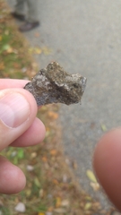 Protoblastenia rupestris