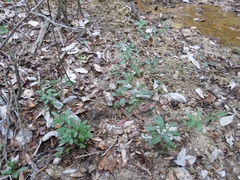 Morella caroliniensis