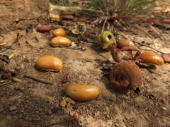 Madhuca longifolia latifolia