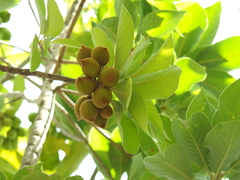 Madhuca longifolia latifolia