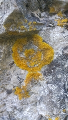 Variospora flavescens