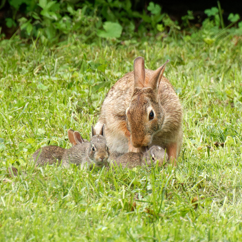 Eastern Cottontail, photo 10 of 10