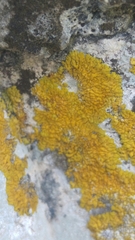 Variospora flavescens