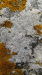 Bagliettoa parmigera