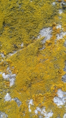 Flavoplaca granulosa