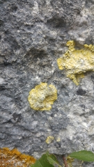 Leproplaca xantholyta