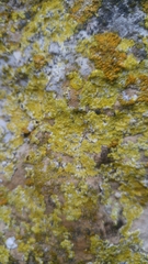 Leproplaca xantholyta