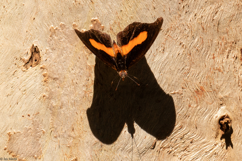 Unspotted Firewing