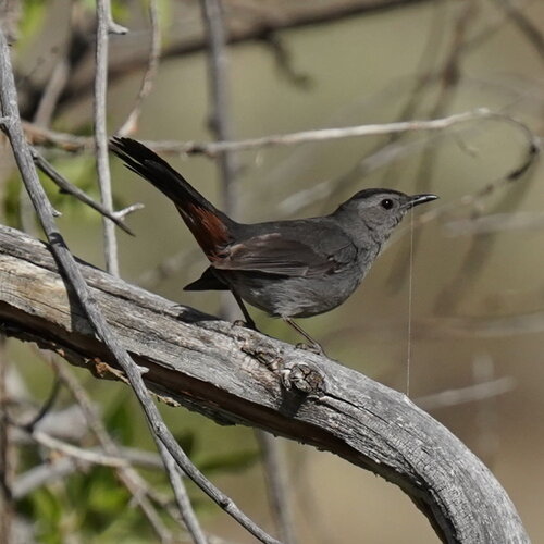 Gray Catbird photographed in Wyoming
