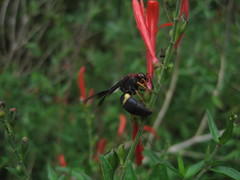 Euodynerus crypticus